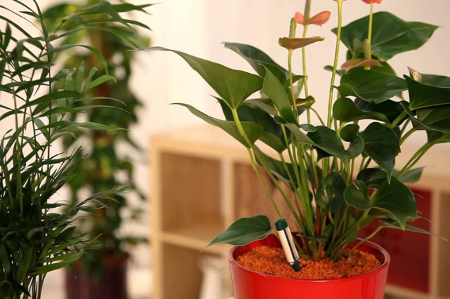 Cultiver ses plantes en Hydroponie