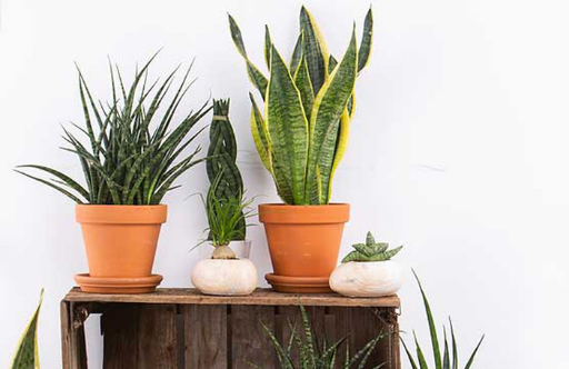 Les plantes d'intérieur: historique et généralités
