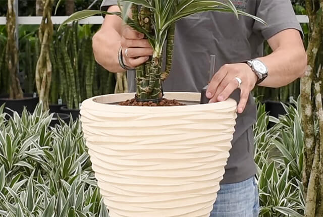 plant